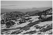Krummholzed trees below Mt Baldy summit. San Gabriel Mountains National Monument, California, USA ( black and white)