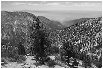 Looking down Baldy Bowl. San Gabriel Mountains National Monument, California, USA ( black and white)