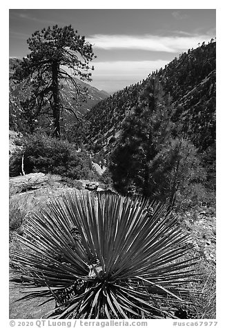 Sotol with fallen pine cones, Baldy Bowl. San Gabriel Mountains National Monument, California, USA (black and white)