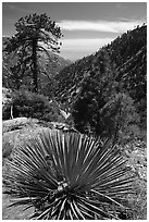 Sotol with fallen pine cones, Baldy Bowl. San Gabriel Mountains National Monument, California, USA ( black and white)