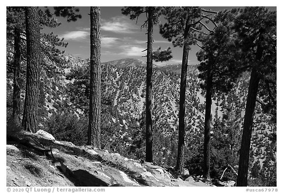Row of pine trees, Baldy Bowl. San Gabriel Mountains National Monument, California, USA (black and white)