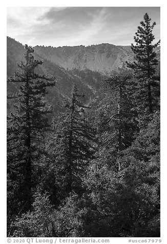 Forest below Baldy Bowl. San Gabriel Mountains National Monument, California, USA (black and white)