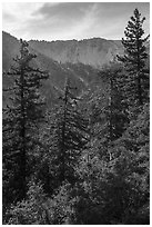 Forest below Baldy Bowl. San Gabriel Mountains National Monument, California, USA ( black and white)