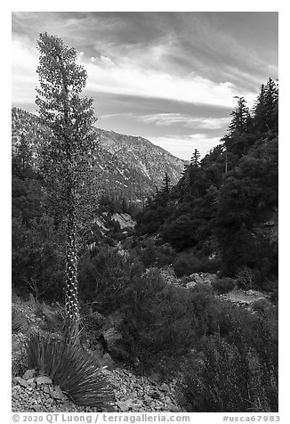 Blooming Sotol and San Antonio Creek. San Gabriel Mountains National Monument, California, USA