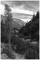 Blooming Sotol and San Antonio Creek. San Gabriel Mountains National Monument, California, USA ( black and white)