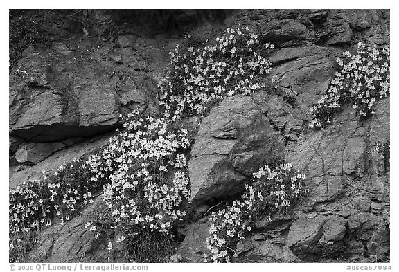 Wildflowers, San Antonio creek. San Gabriel Mountains National Monument, California, USA
