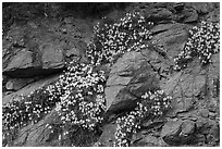 Wildflowers, San Antonio creek. San Gabriel Mountains National Monument, California, USA ( black and white)