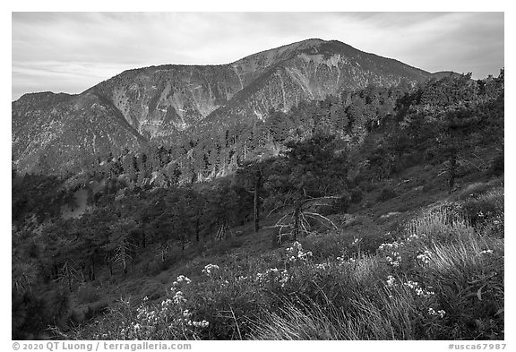 Mt Baden Powell from Blue Ridge. San Gabriel Mountains National Monument, California, USA (black and white)