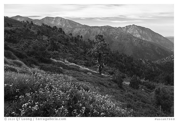 Wildflowers, Mt Baldy, and Iron Mountain. San Gabriel Mountains National Monument, California, USA