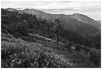 Wildflowers, Mt Baldy, and Iron Mountain. San Gabriel Mountains National Monument, California, USA ( black and white)