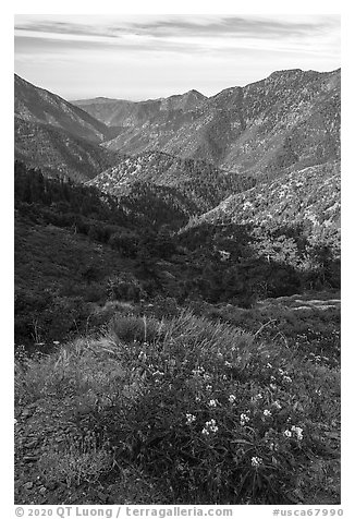 Wildflowers and Rattlesnake Peak. San Gabriel Mountains National Monument, California, USA (black and white)