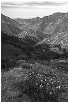 Wildflowers and Rattlesnake Peak. San Gabriel Mountains National Monument, California, USA ( black and white)