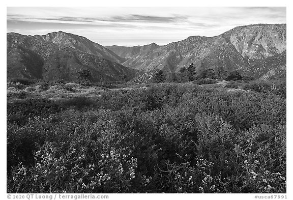 Wildflowers and shrubs on Blue Ridge, Iron Mountain and Ross Mountain. San Gabriel Mountains National Monument, California, USA