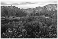 Wildflowers and shrubs on Blue Ridge, Iron Mountain and Ross Mountain. San Gabriel Mountains National Monument, California, USA ( black and white)