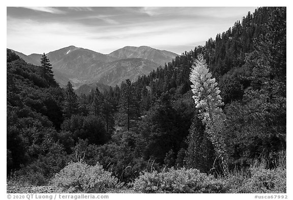 Agave in bloom, Pine Mountain, and Mount San Antonio. San Gabriel Mountains National Monument, California, USA (black and white)
