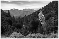 Agave in bloom, Pine Mountain, and Mount San Antonio. San Gabriel Mountains National Monument, California, USA ( black and white)
