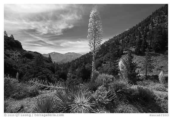Agaves in bloom, Pine Mountain, and Mount San Antonio from Vincent Gap. San Gabriel Mountains National Monument, California, USA (black and white)