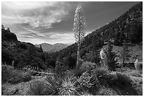 Agaves in bloom, Pine Mountain, and Mount San Antonio from Vincent Gap. San Gabriel Mountains National Monument, California, USA ( black and white)