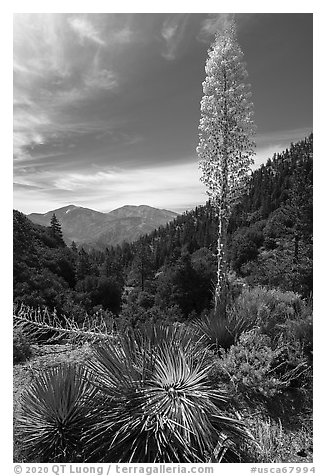Mount Baldy from Vincent Gap with agave in bloom. San Gabriel Mountains National Monument, California, USA