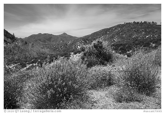 Shrubs in bloom and Strawberry Peak. San Gabriel Mountains National Monument, California, USA (black and white)