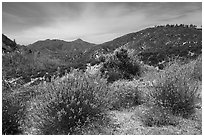 Shrubs in bloom and Strawberry Peak. San Gabriel Mountains National Monument, California, USA ( black and white)