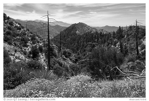 Wildflowers, burned trees, Waterman Mountain. San Gabriel Mountains National Monument, California, USA (black and white)