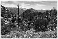 Wildflowers, burned trees, Waterman Mountain. San Gabriel Mountains National Monument, California, USA ( black and white)