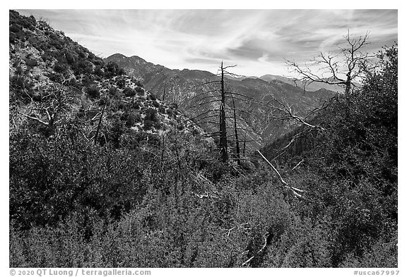 Chaparal with wildflowers and burned trees. San Gabriel Mountains National Monument, California, USA (black and white)