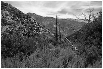 Chaparal with wildflowers and burned trees. San Gabriel Mountains National Monument, California, USA ( black and white)