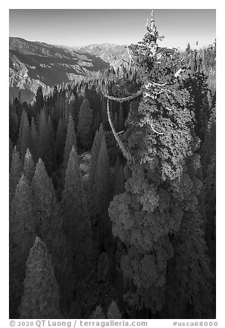 Aerial view of Boole Tree and Kings Canyon. Giant Sequoia National Monument, Sequoia National Forest, California, USA