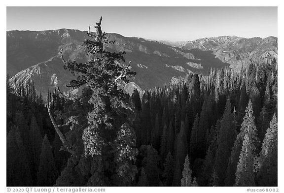 Aerial view of Boole Tree crown and Kings Canyon. Giant Sequoia National Monument, Sequoia National Forest, California, USA (black and white)