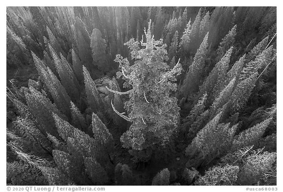 Aerial view of Boole Tree. Giant Sequoia National Monument, Sequoia National Forest, California, USA (black and white)