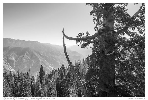 Aerial view of Boole Tree crown and Kings Canyon. Giant Sequoia National Monument, Sequoia National Forest, California, USA