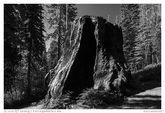 Chicago Stump, Converse Basin. Giant Sequoia National Monument, Sequoia National Forest, California, USA