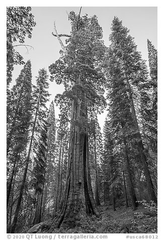 Boole Tree giant sequoia, late afternoon. Giant Sequoia National Monument, Sequoia National Forest, California, USA (black and white)