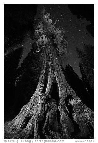 Boole Tree from the base and stars. Giant Sequoia National Monument, Sequoia National Forest, California, USA (black and white)