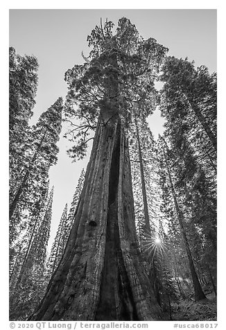 Boole Tree and sunstar. Giant Sequoia National Monument, Sequoia National Forest, California, USA (black and white)