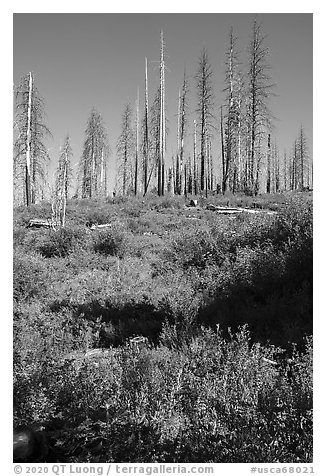 Wildflowers and burned trees, Converse Basin. Giant Sequoia National Monument, Sequoia National Forest, California, USA (black and white)