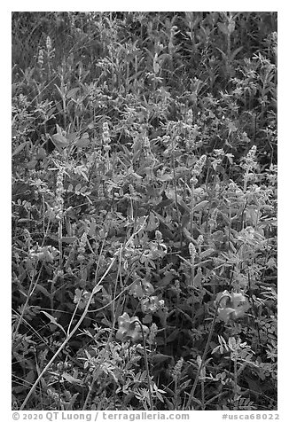 Close up of summer wildflowers. Giant Sequoia National Monument, Sequoia National Forest, California, USA (black and white)