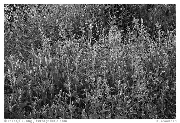 Summer wildflowers, Converse Basin. Giant Sequoia National Monument, Sequoia National Forest, California, USA (black and white)