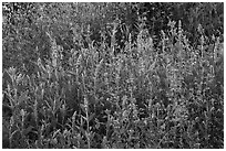 Summer wildflowers, Converse Basin. Giant Sequoia National Monument, Sequoia National Forest, California, USA ( black and white)