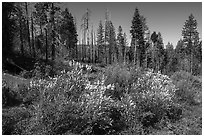 Shrub in bloom and forest, Converse Basin. Giant Sequoia National Monument, Sequoia National Forest, California, USA ( black and white)