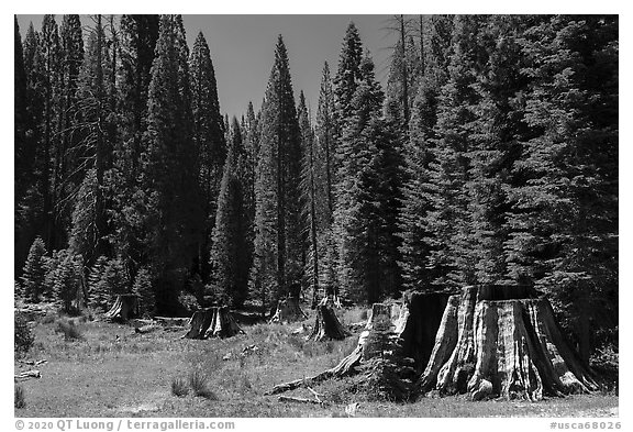 Stump Meadow. Giant Sequoia National Monument, Sequoia National Forest, California, USA