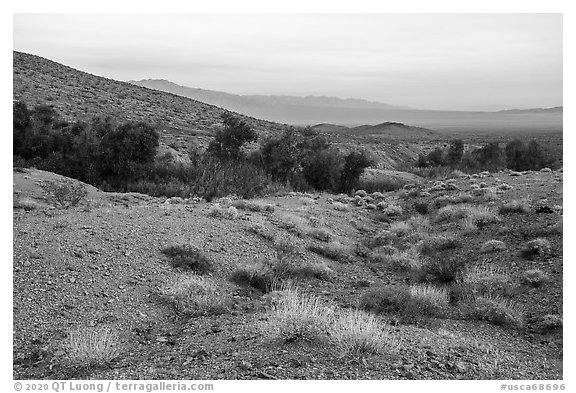 Limestone canyon with Bonanza Springs Oasis. Mojave Trails National Monument, California, USA