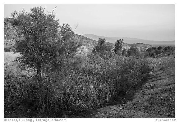 Willows and cottonwoods in Bonanza Springs. Mojave Trails National Monument, California, USA (black and white)