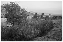 Willows and cottonwoods in Bonanza Springs. Mojave Trails National Monument, California, USA ( black and white)