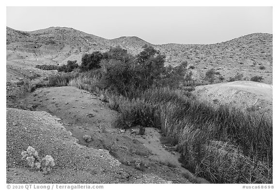 Vegetation following water in Bonanza Springs. Mojave Trails National Monument, California, USA