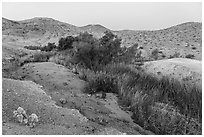 Vegetation following water in Bonanza Springs. Mojave Trails National Monument, California, USA ( black and white)