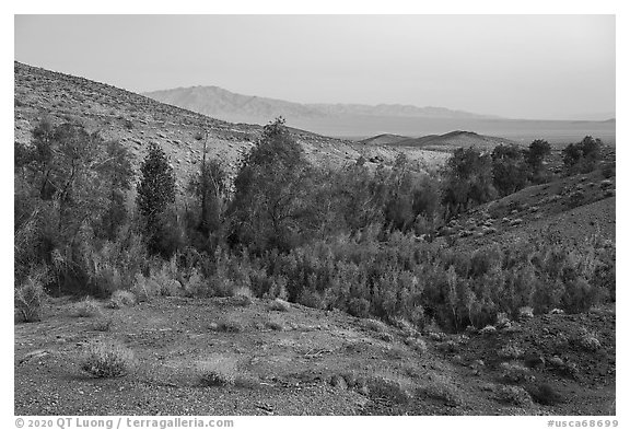 Bonanza Springs. Mojave Trails National Monument, California, USA (black and white)
