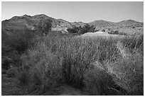 Desert riparian environment in Bonanza Springs. Mojave Trails National Monument, California, USA ( black and white)